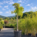 Moruša biela (Morus alba) ´ALBA PENDULA´ - výška 240-260 cm, obvod kmeňa: 18/20 cm, kont. C130/180L - čierne plody